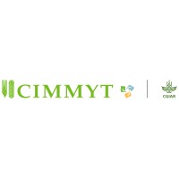 CIMMYT